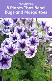 You can rid your garden of them, without resorting to poison sprays or dusts. 8 Plants That Repel Bugs And Mosquitoes Plants That Repel Bugs Plants Mosquito Repelling Plants