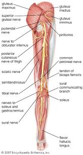 Diagram representing the posterior view of the insertion points of the quadriceps muscles and the origins of the leg muscles. Leg Definition Bones Muscles Facts Britannica