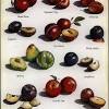 Apple fruit trees grow to between 13 and 40 ft. 1