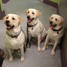 Servicing adelaide clients and suburbs surrounding woodville and west lakes. West Side Pet Clinic Buffalo Ny