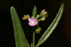 Image result for Gisekiaceae