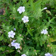 Image result for Vandellia humilis