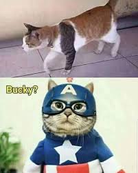 Funny Animals Of The Day 24 Pics Funoramic Funny Marvel Memes Marvel Memes Marvel Funny