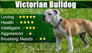 The victorian bulldog is the healthier cousin of the english bulldog. Information About The Victorian Bulldog You Won T Find Elsewhere Pet Ponder