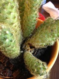 When a portable hoop is bombarded by strong winds, it may lean or at the worst, fall over. Questions Archives Page 3 Of 20 Cactus Jungle