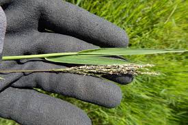 Image result for Digitaria gazensis