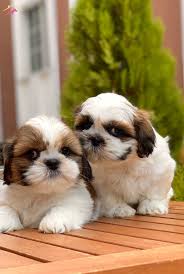 Satilik Shih Tzu Fiyatlari Kopek Dunyasi