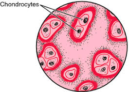 Watch the full video about the elastic cartilage here: Elastic Cartilage Definition Of Elastic Cartilage By Medical Dictionary