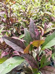 Image result for Pseuderanthemum