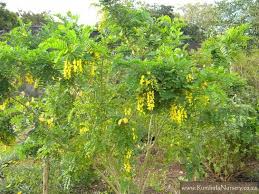 Image result for Calpurnia aurea