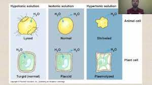 When a solution is confined within a semipermeable membrane immersed in water, there will be a net movement of water molecules through the membrane, because the diffusion pressure of water molecules is greater on water outside than that of the solution inside the membrane. Types Of Solutions Youtube