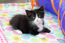 Free kittens free kittens to good home.8/9weeks old.1make 1female. Kitten Lady