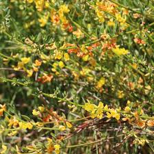 Image result for Eriochrysis pallida