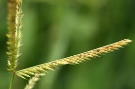 Image result for Acrachne