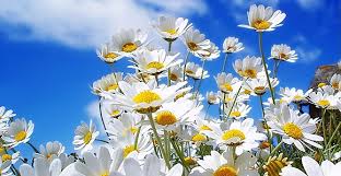 Jest nam niezwykle miło poinformować, że dwa znakomite reportaże wydane przez znak literanova znalazły. Veceras Pocinje Proljece