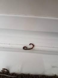 Grub worms rarely make their way into a home, as they prefer living in soil and destroying the roots of plants. Dried Worms On Floor Of New House All About Worms