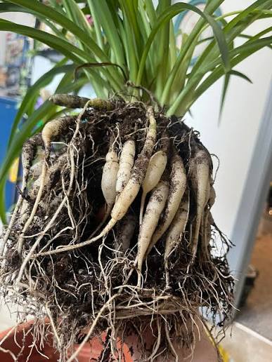  spider plant thick roots
