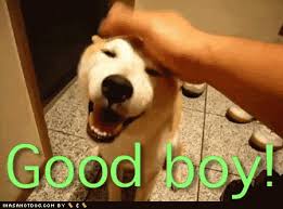 Your meme was successfully uploaded and it is now in moderation. Good Boy Gifs Tenor