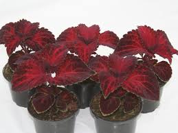 Image result for Coleus foliatus