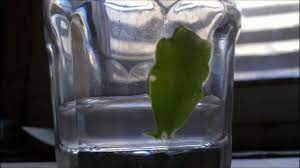 Hoffman organic cactus and succulent soil. Easy Christmas Cactus Cloning Propagation Youtube