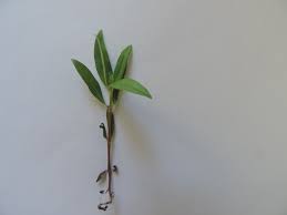 Image result for Oldenlandia rupicola