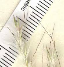 Image result for Brachychloa