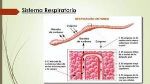 Pin De Yomara Salazar En Anelidos Respiratorio Anelidos Sistema Respiratorio