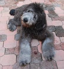The Traits I Admire About The Chocolate Labrador Retriever Dogs Labradortime Labradorofinstagram Labradorgrey Doodle Dog Labrador Labradoodle