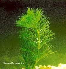 Image result for Limnophila ceratophylloides