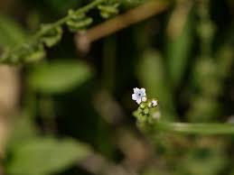 Image result for Cynoglossum lanceolatum
