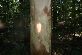 Image result for Symphonia globulifera