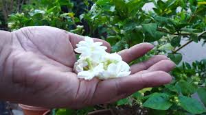 We did not find results for: All About Jasmine