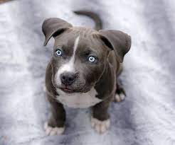 When you are thinking up blue nose pitbull names, you have a few color ranges to look at. Blue Nose Pitbull Breed Guide Facts Training Price Marvelous Dogs