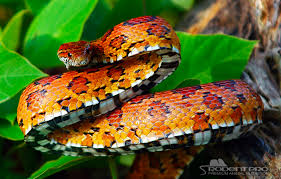 The corn snake (pantherophis guttatus) is a north american species of rat snake that subdues its small prey by constriction. Corn Snakes As Pets