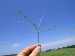 Image result for Digitaria eriantha