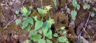 Image result for Wahlenbergia ramosissima