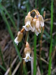 Image result for Gastrodia rwandensis