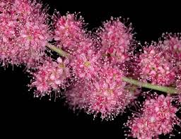 Image result for Spiraea douglasii