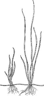 Elodea Canadensis An Overview Sciencedirect Topics