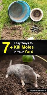 This is a popular method with many people. 7 Easy Ways To Kill Moles In Your Yard