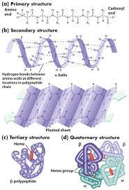 Biology 11 Additional Stuff Biochemistry Teaching Biology Medical Laboratory Science