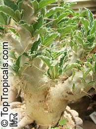 Image result for Pachypodium saundersii