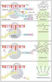 Pin On Antibiotics