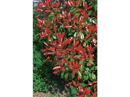 Photinia X Fraseri Plantation Exposition Et Conseil Fiche Jardinier