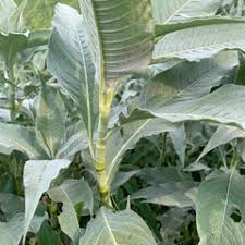 Image result for Persicaria senegalensis