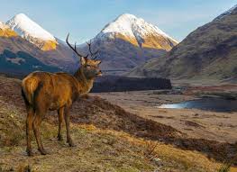 Maybe you would like to learn more about one of these? Christmas In The Scottish Highlands 2021 2022 Newmarket Holidays