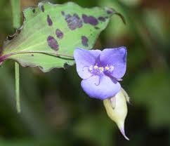 Image result for Tinnea galpinii