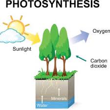 Photosynthesis, the process by which green plants and certain other organisms transform light energy into chemical energy. 21 Photosynthesis Facts For Kids And Students