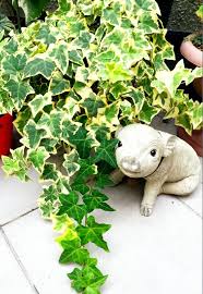 アイビー ヘデラ の育て方 植え替え時期や水やりの頻度 増やし方は Greensnap グリーンスナップ