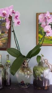 Budgies can last without water for a day or two. 17 Orchids In Water Ideas Orchids In Water Orchids Orchid Care